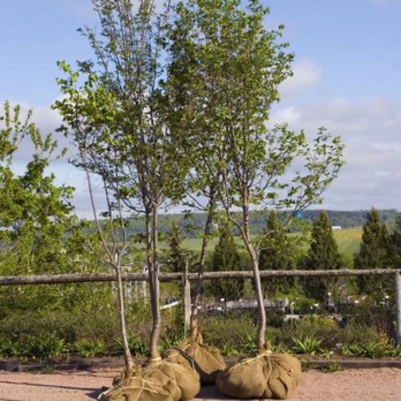 {SERVICE_NAME} project in Westlake