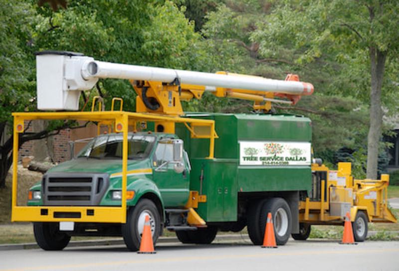 Tree Removal in Westlake