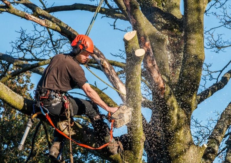 Large Oak Trimming in Westlake