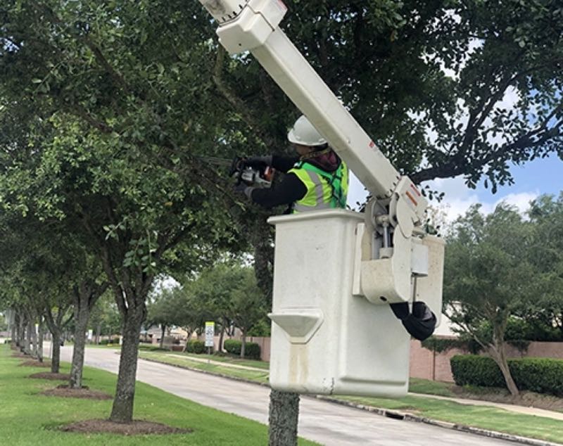 Canopy Trimming in Westlake